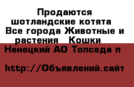 Продаются шотландские котята - Все города Животные и растения » Кошки   . Ненецкий АО,Топседа п.